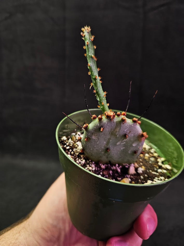 Violet Prickly Pear Cactus #04, Also Known As Opuntia Gosseliniana, Native To Arizona