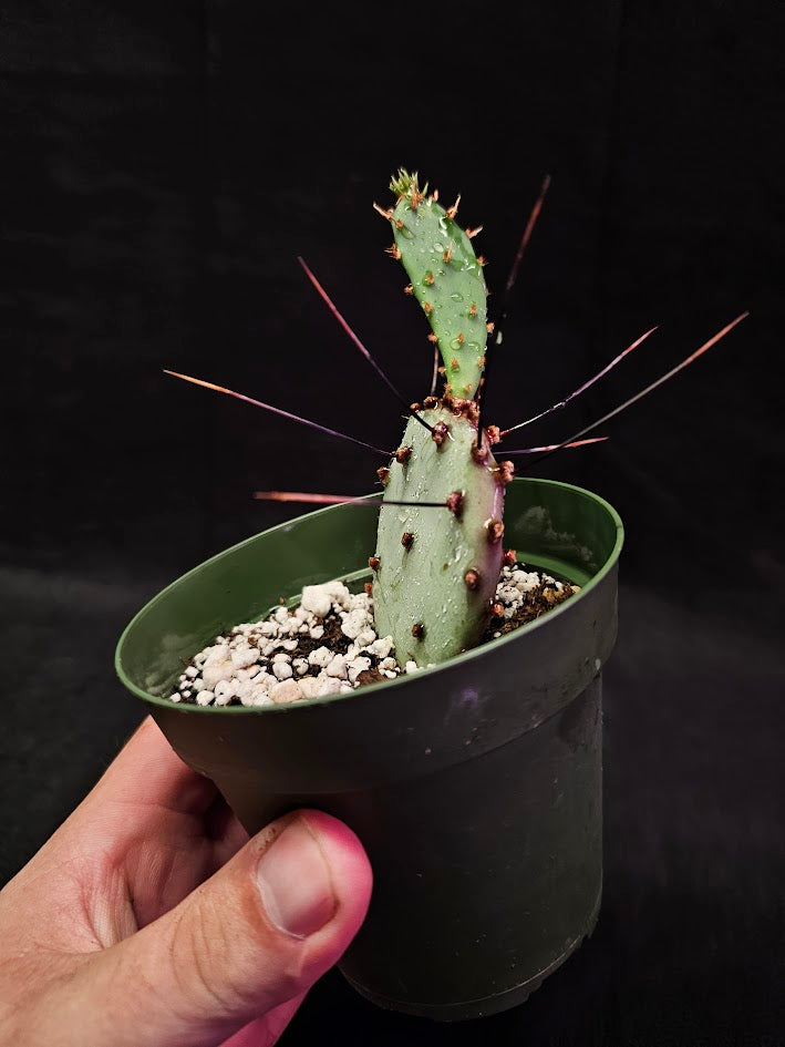 Violet Prickly Pear Cactus #05, Also Known As Opuntia Gosseliniana, Native To Arizona