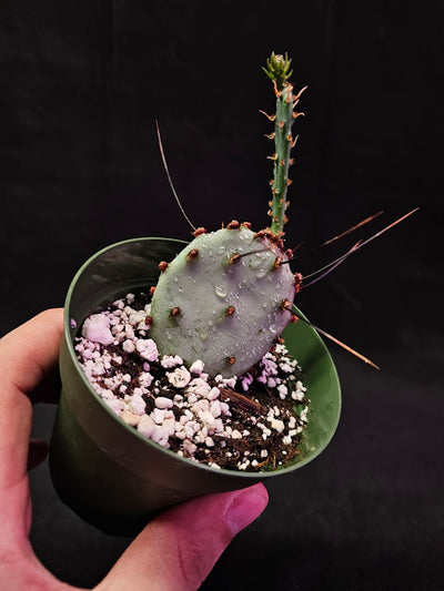 Violet Prickly Pear Cactus #05, Also Known As Opuntia Gosseliniana, Native To Arizona