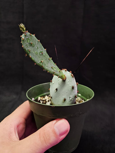 Violet Prickly Pear Cactus #08, Also Known As Opuntia Gosseliniana, Native To Arizona