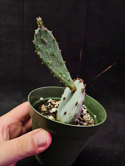 Violet Prickly Pear Cactus #08, Also Known As Opuntia Gosseliniana, Native To Arizona