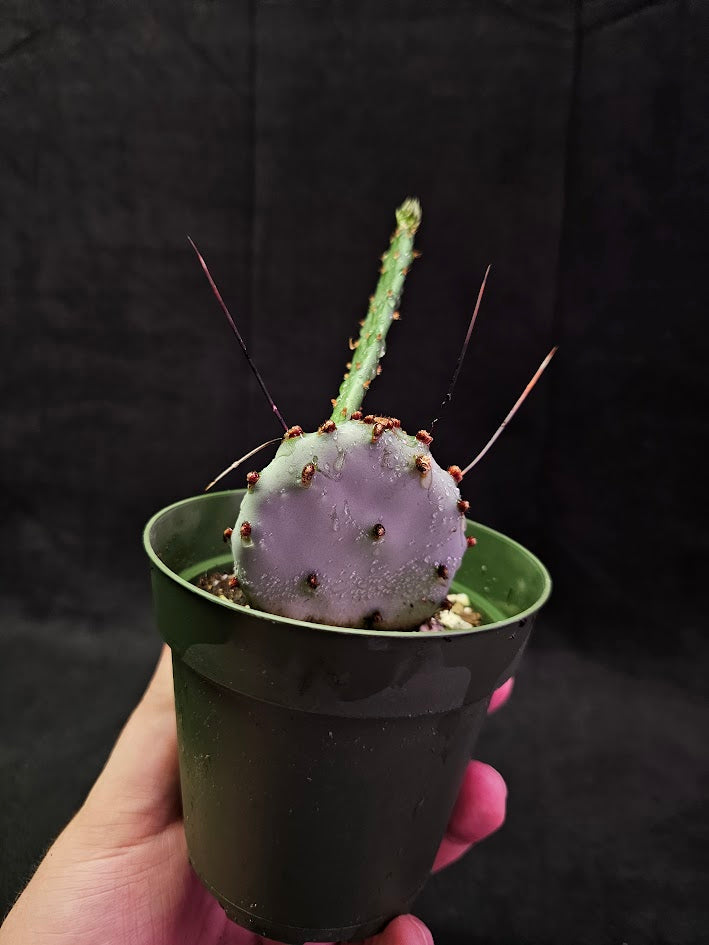 Violet Prickly Pear Cactus #08, Also Known As Opuntia Gosseliniana, Native To Arizona