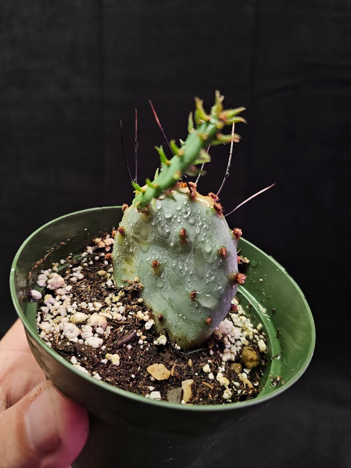 Violet Prickly Pear Cactus #09, Also Known As Opuntia Gosseliniana, Native To Arizona