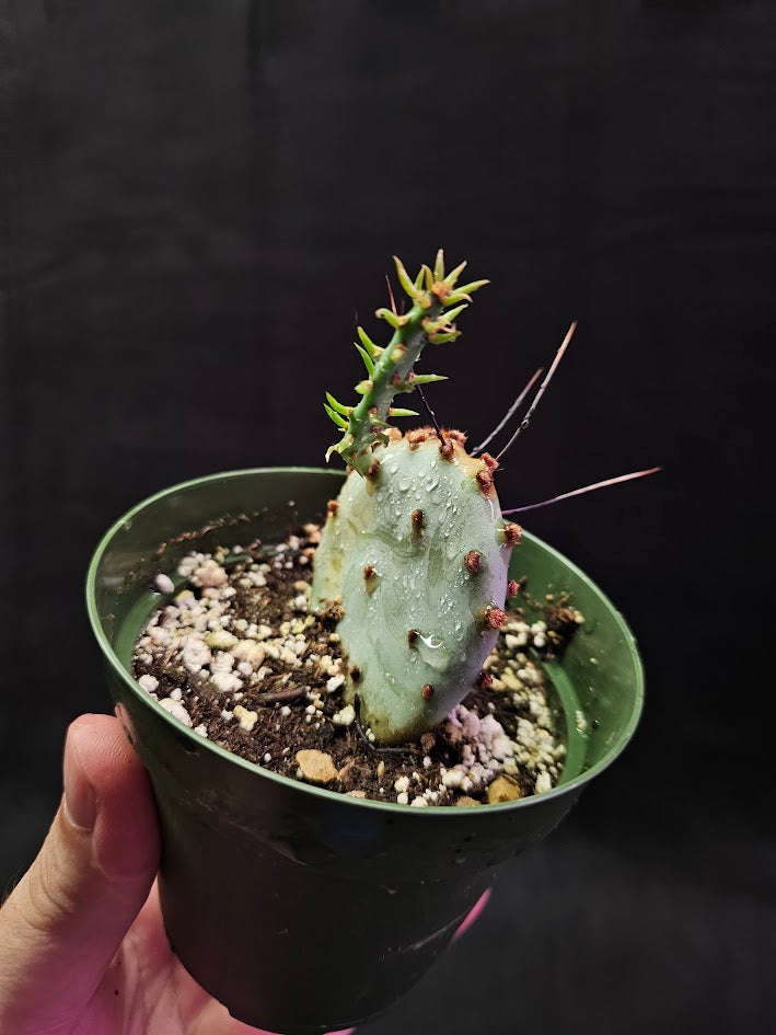 Violet Prickly Pear Cactus #09, Also Known As Opuntia Gosseliniana, Native To Arizona