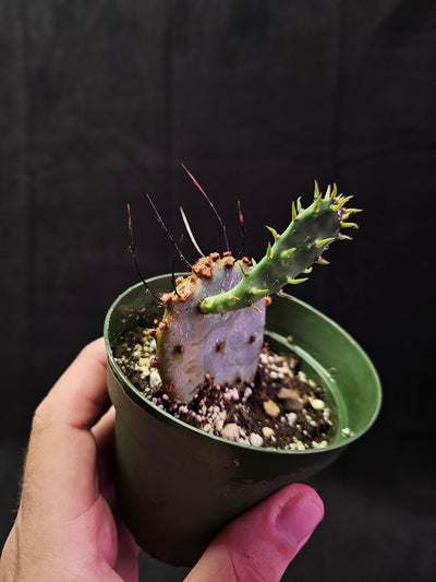 Violet Prickly Pear Cactus #09, Also Known As Opuntia Gosseliniana, Native To Arizona