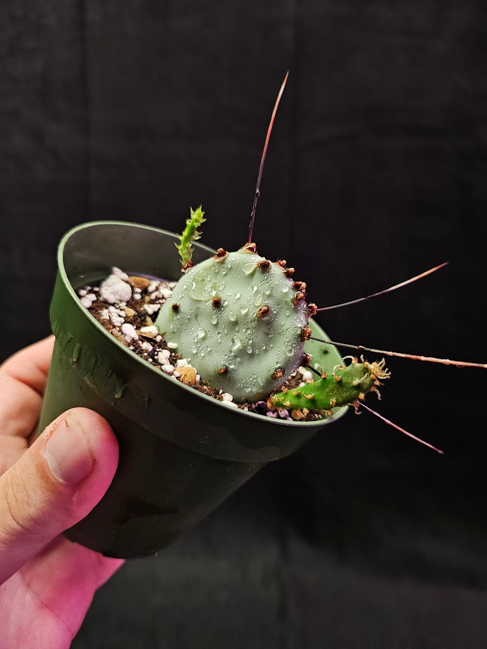 Violet Prickly Pear Cactus #11, Also Known As Opuntia Gosseliniana, Native To Arizona