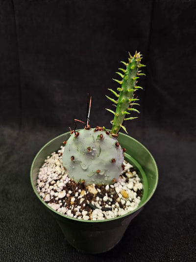 Violet Prickly Pear Cactus #12, Also Known As Opuntia Gosseliniana, Native To Arizona