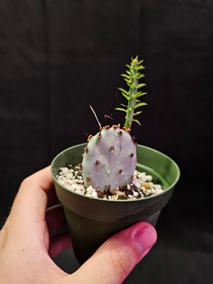 Violet Prickly Pear Cactus #12, Also Known As Opuntia Gosseliniana, Native To Arizona