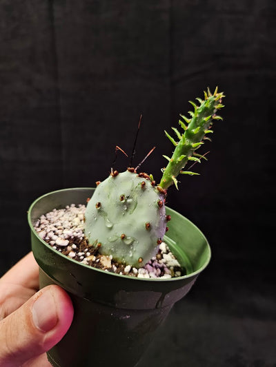 Violet Prickly Pear Cactus #12, Also Known As Opuntia Gosseliniana, Native To Arizona