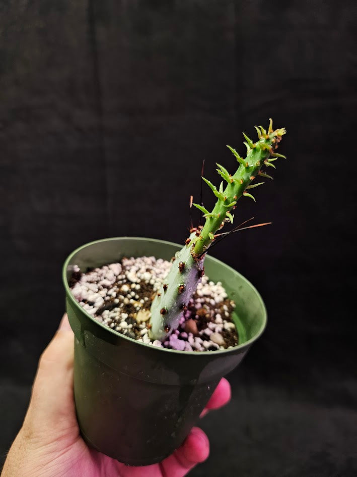 Violet Prickly Pear Cactus #12, Also Known As Opuntia Gosseliniana, Native To Arizona