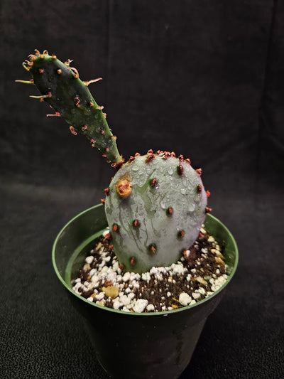 Violet Prickly Pear Cactus #13, Also Known As Opuntia Gosseliniana, Native To Arizona