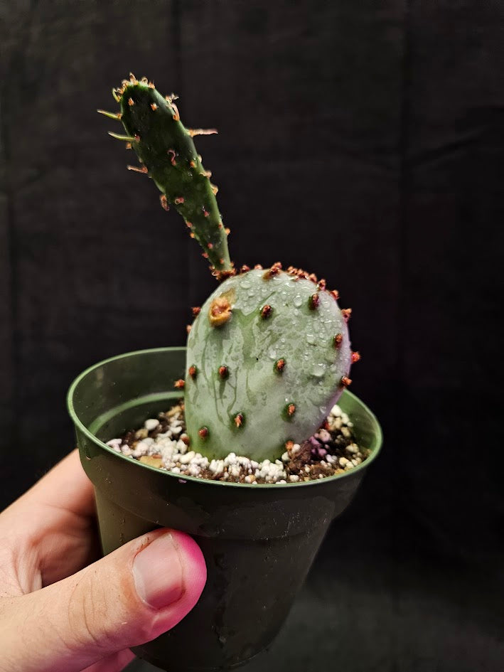 Violet Prickly Pear Cactus #13, Also Known As Opuntia Gosseliniana, Native To Arizona