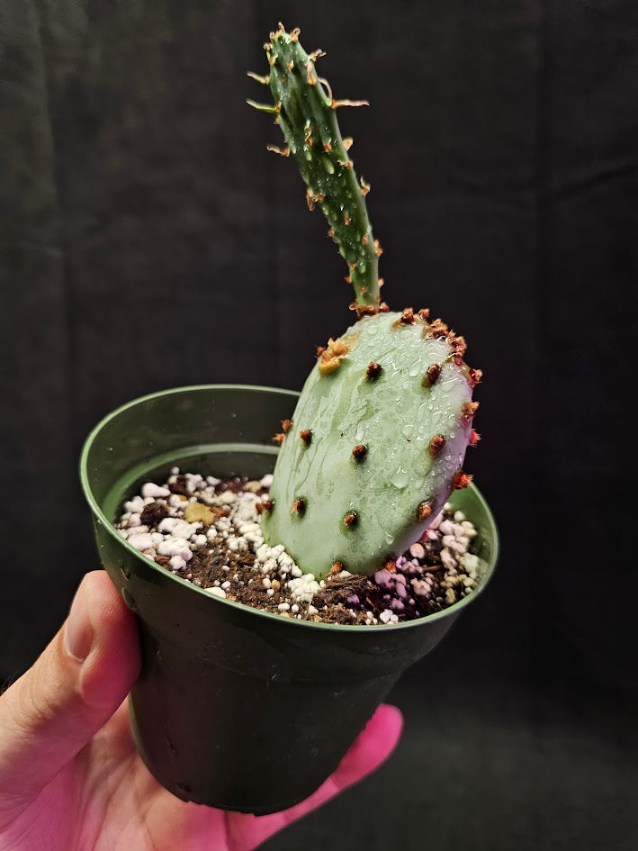 Violet Prickly Pear Cactus #13, Also Known As Opuntia Gosseliniana, Native To Arizona