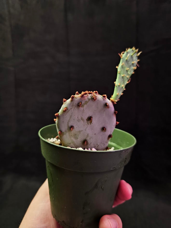 Violet Prickly Pear Cactus #13, Also Known As Opuntia Gosseliniana, Native To Arizona