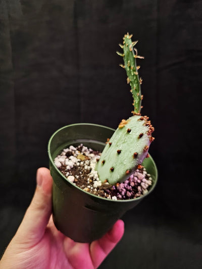 Violet Prickly Pear Cactus #13, Also Known As Opuntia Gosseliniana, Native To Arizona