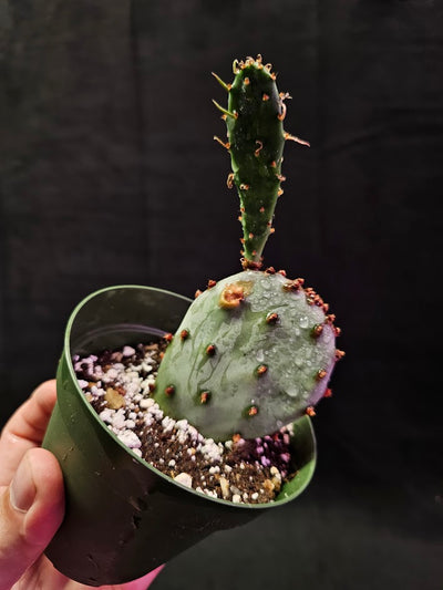 Violet Prickly Pear Cactus #13, Also Known As Opuntia Gosseliniana, Native To Arizona