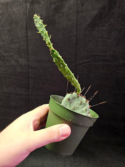 Violet Prickly Pear Cactus #14, Also Known As Opuntia Gosseliniana, Native To Arizona