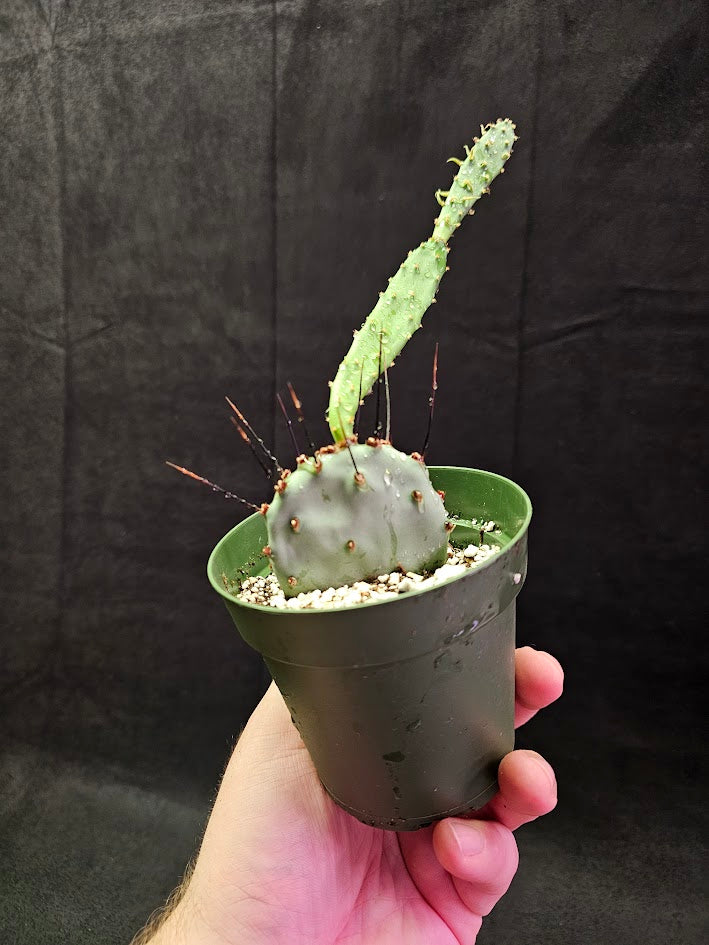 Violet Prickly Pear Cactus #14, Also Known As Opuntia Gosseliniana, Native To Arizona