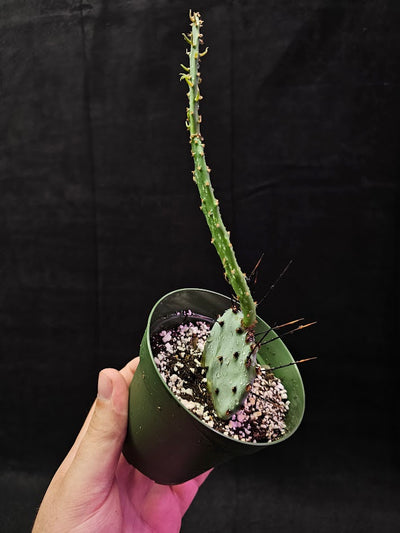 Violet Prickly Pear Cactus #14, Also Known As Opuntia Gosseliniana, Native To Arizona