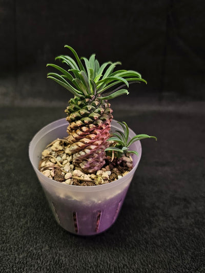 Euphorbia Bupleurifolia #01, Found In The South African Regions Of Cape Provinces & Kwazulu Natal