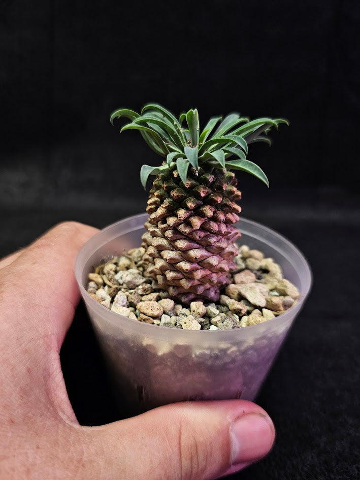 Euphorbia Bupleurifolia #02, Found In The South African Regions Of Cape Provinces & Kwazulu Natal