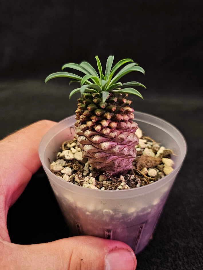 Euphorbia Bupleurifolia #04, Found In The South African Regions Of Cape Provinces & Kwazulu Natal