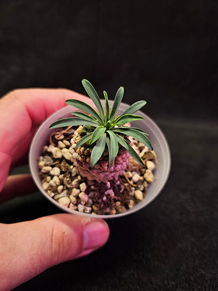 Euphorbia Bupleurifolia #04, Found In The South African Regions Of Cape Provinces & Kwazulu Natal