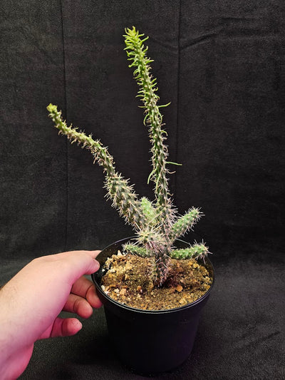 Mini Cholla #04, Species Of Cacti Native To Northern Mexico & The Southwestern United States