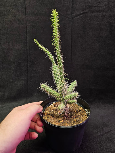 Mini Cholla #04, Species Of Cacti Native To Northern Mexico & The Southwestern United States