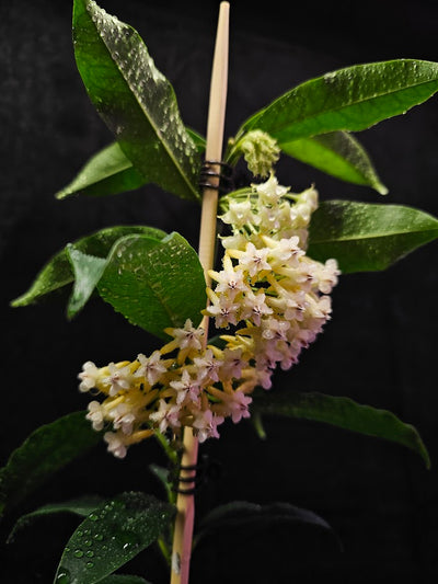 Hoya Lockii #01, Native To Borneo, Is Made Up Of Multiple Flowers In A Group Of Umbel