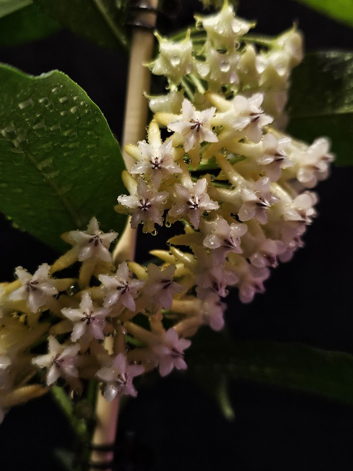 Hoya Lockii #01, Native To Borneo, Is Made Up Of Multiple Flowers In A Group Of Umbel