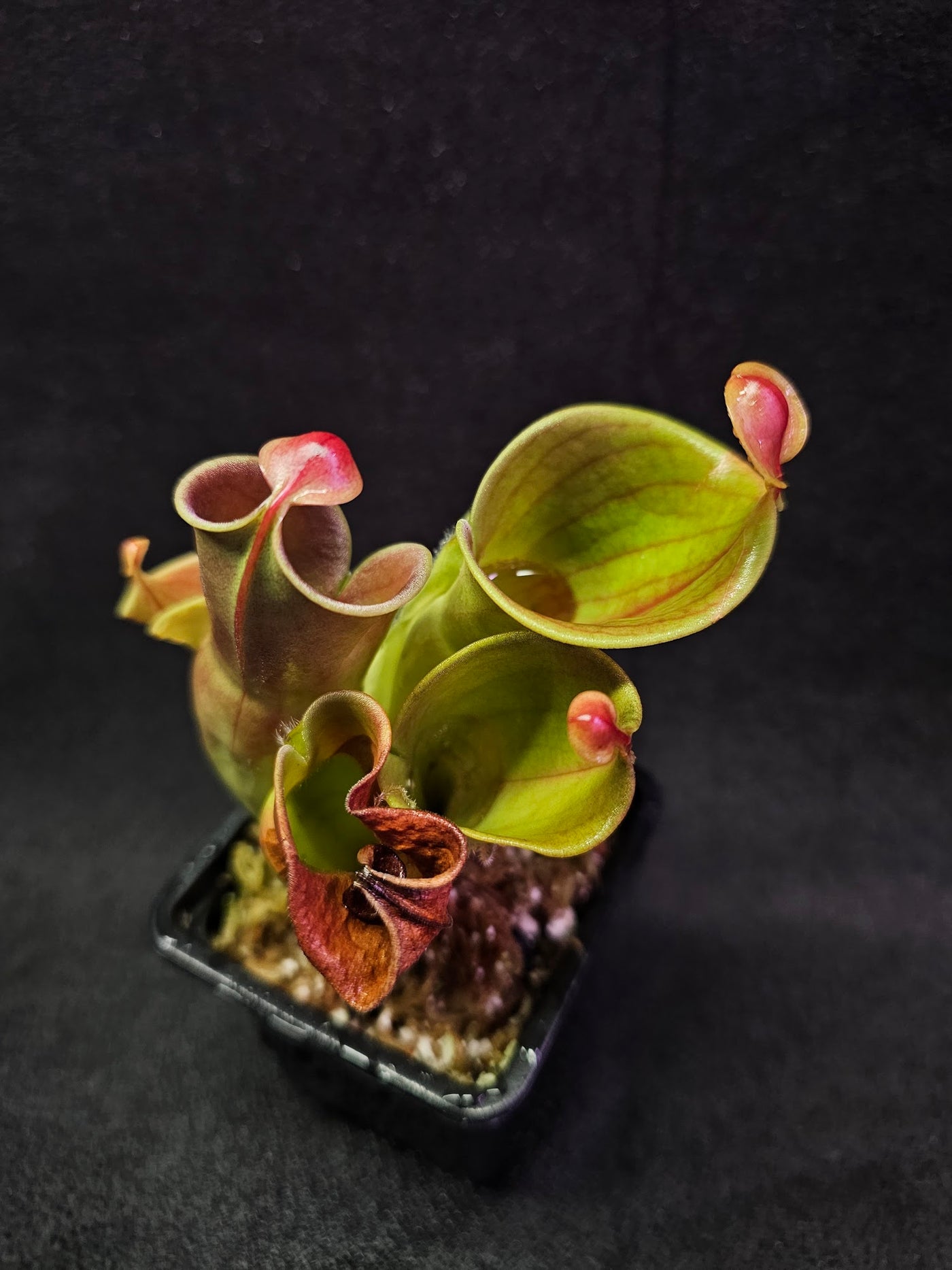 Heliamphora Minor Auyan Tepui #01, Found Only On The Auyán Tepui (Sandstone Plateau) In Venezula