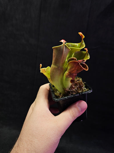 Heliamphora Minor Auyan Tepui #01, Found Only On The Auyán Tepui (Sandstone Plateau) In Venezula