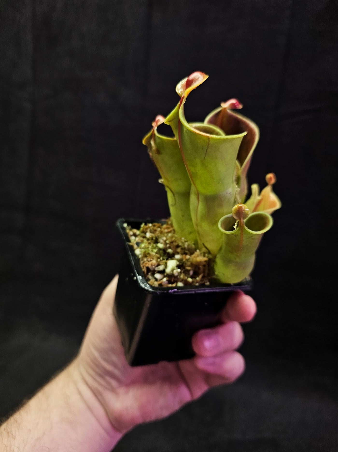 Heliamphora Minor Auyan Tepui #01, Found Only On The Auyán Tepui (Sandstone Plateau) In Venezula