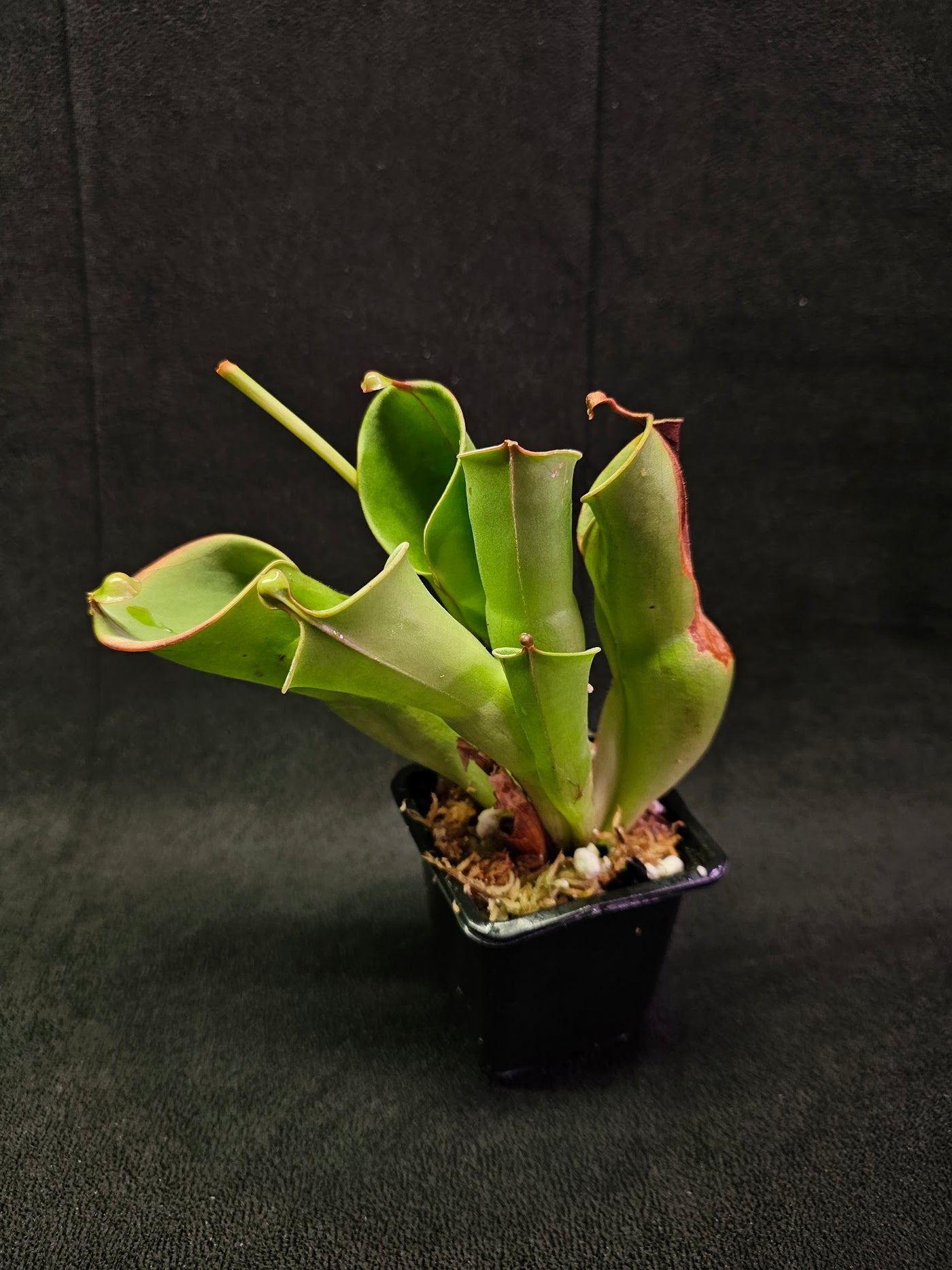 Heliamphora Minor #01, A Species Of Marsh Pitcher Plant Endemic To Auyán Tepui In Venezuela