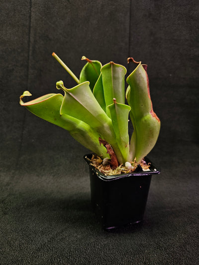 Heliamphora Minor #01, A Species Of Marsh Pitcher Plant Endemic To Auyán Tepui In Venezuela