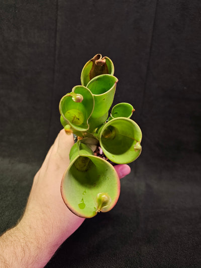 Heliamphora Minor #01, A Species Of Marsh Pitcher Plant Endemic To Auyán Tepui In Venezuela