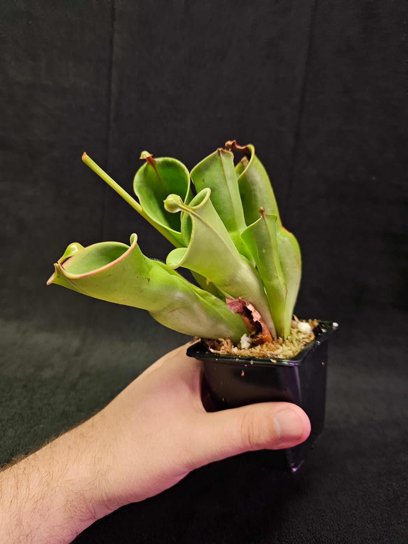 Heliamphora Minor #01, A Species Of Marsh Pitcher Plant Endemic To Auyán Tepui In Venezuela