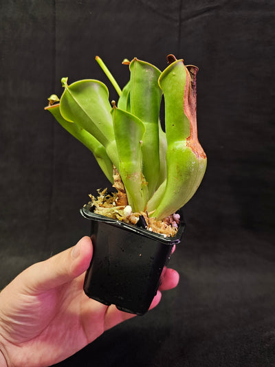 Heliamphora Minor #01, A Species Of Marsh Pitcher Plant Endemic To Auyán Tepui In Venezuela