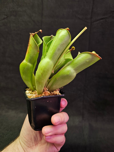 Heliamphora Minor #01, A Species Of Marsh Pitcher Plant Endemic To Auyán Tepui In Venezuela