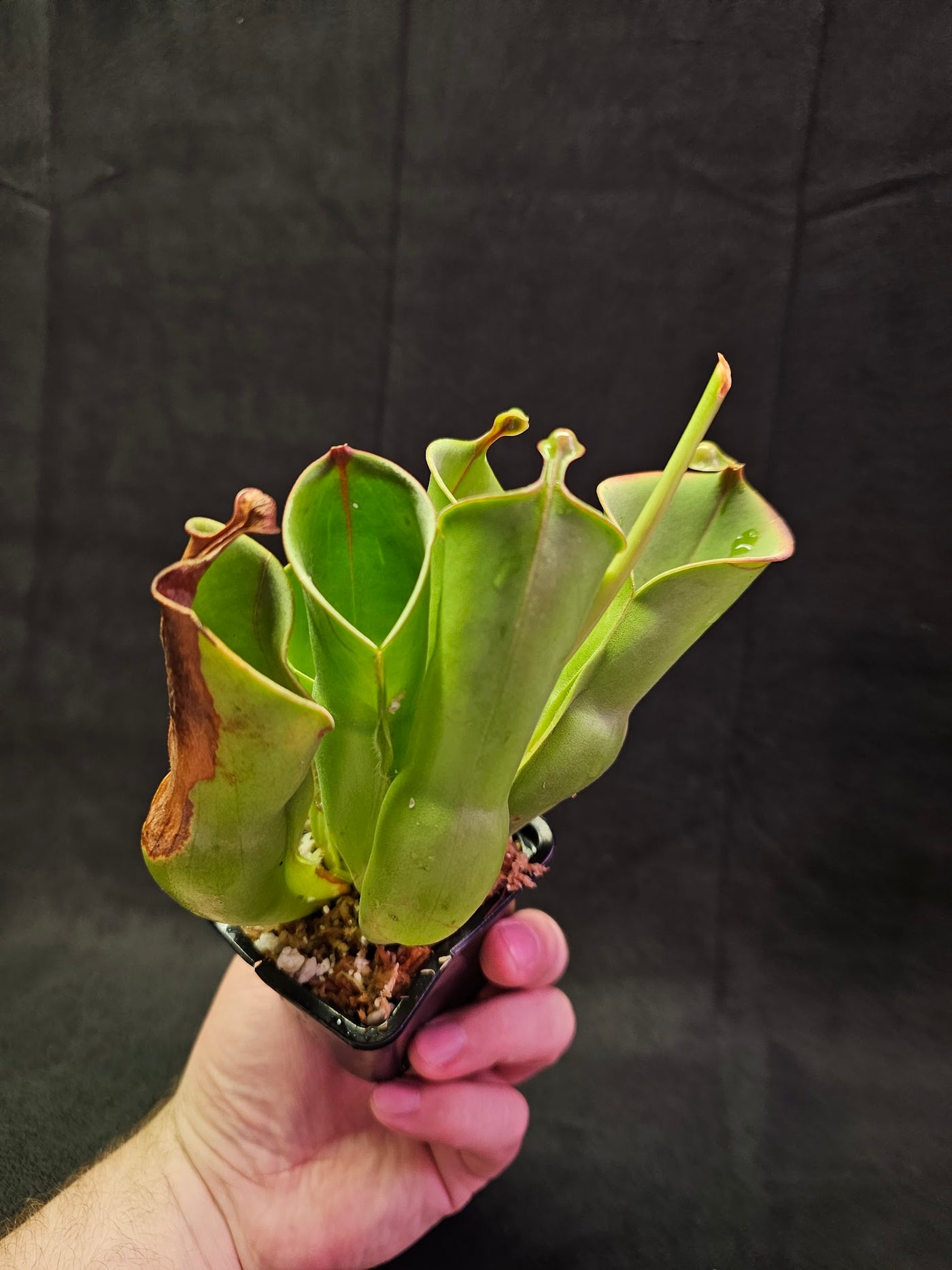 Heliamphora Minor #01, A Species Of Marsh Pitcher Plant Endemic To Auyán Tepui In Venezuela