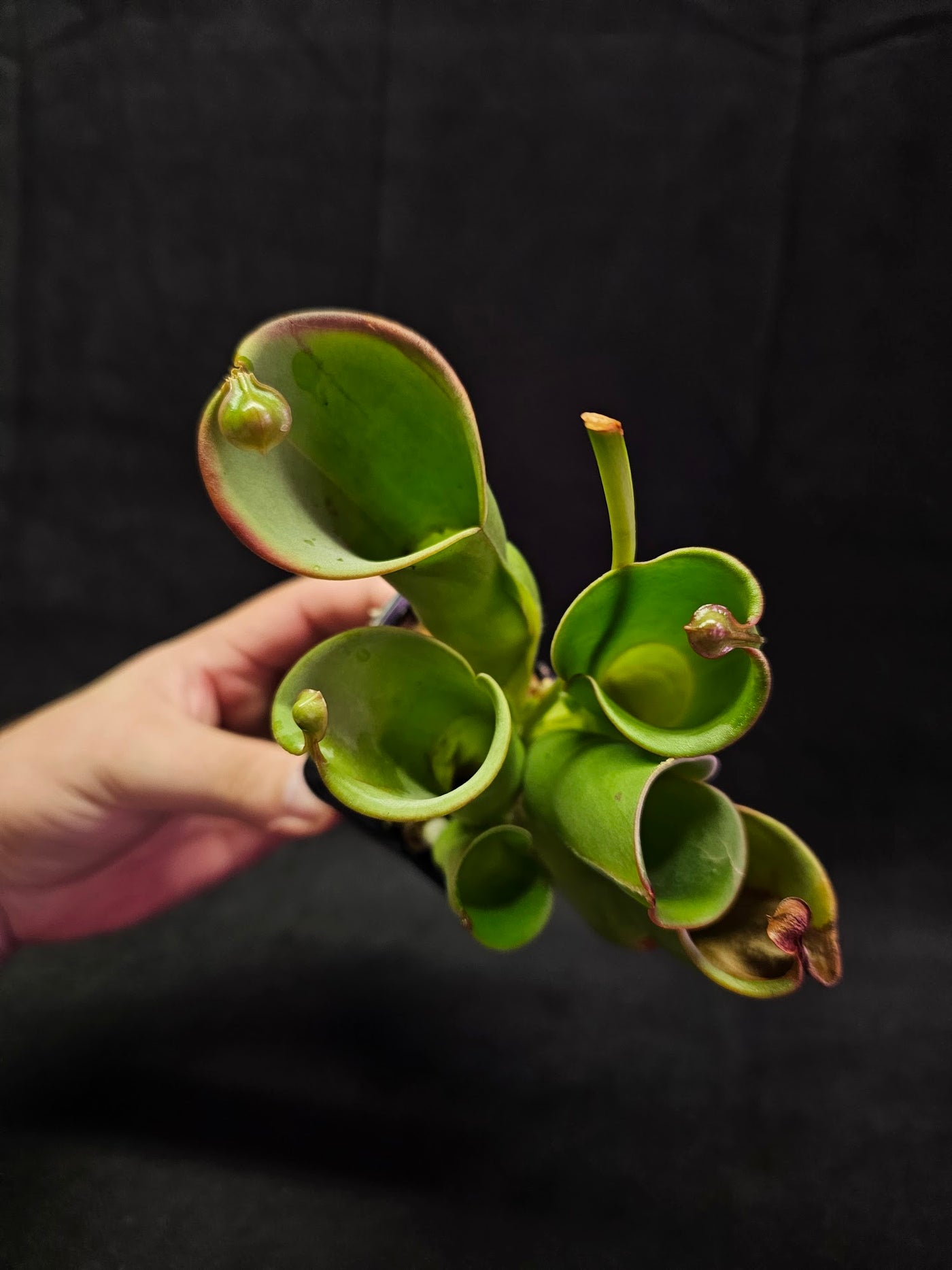 Heliamphora Minor #01, A Species Of Marsh Pitcher Plant Endemic To Auyán Tepui In Venezuela