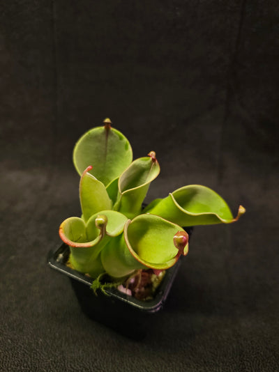 Heliamphora Minor #02, A Species Of Marsh Pitcher Plant Endemic To Auyán Tepui In Venezuela