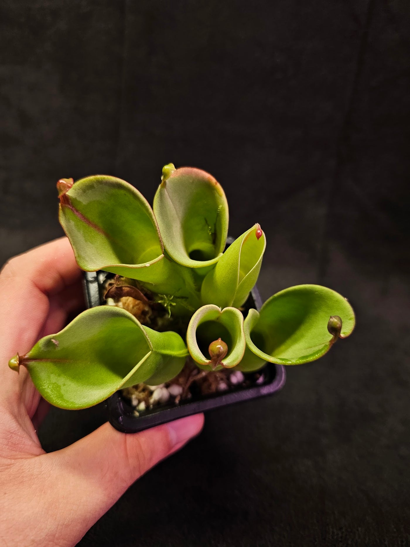 Heliamphora Minor #02, A Species Of Marsh Pitcher Plant Endemic To Auyán Tepui In Venezuela