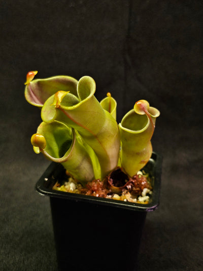 Heliamphora Minor Auyan Tepui #02, Found Only On The Auyán Tepui (Sandstone Plateau) In Venezula