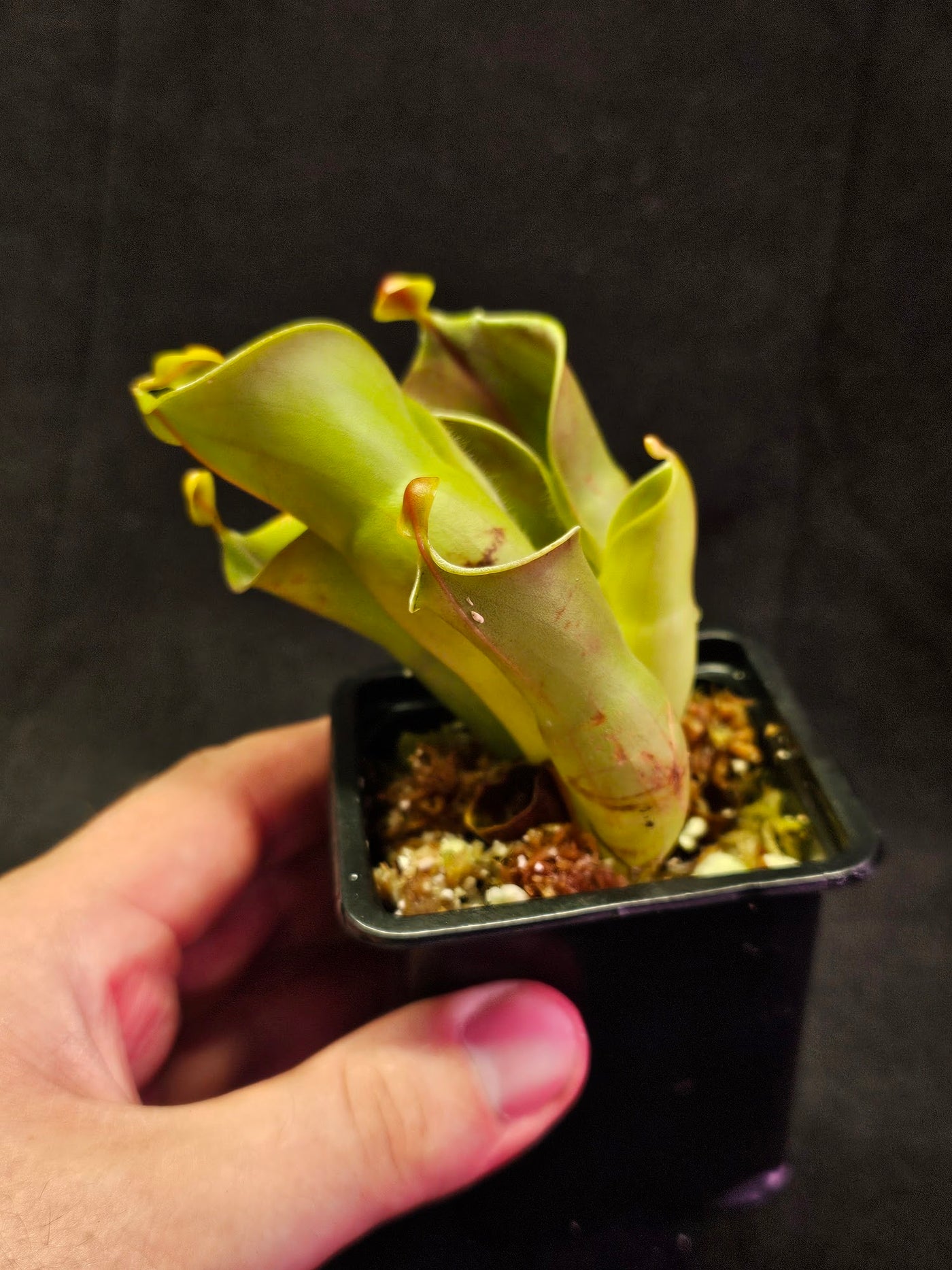 Heliamphora Minor Auyan Tepui #02, Found Only On The Auyán Tepui (Sandstone Plateau) In Venezula