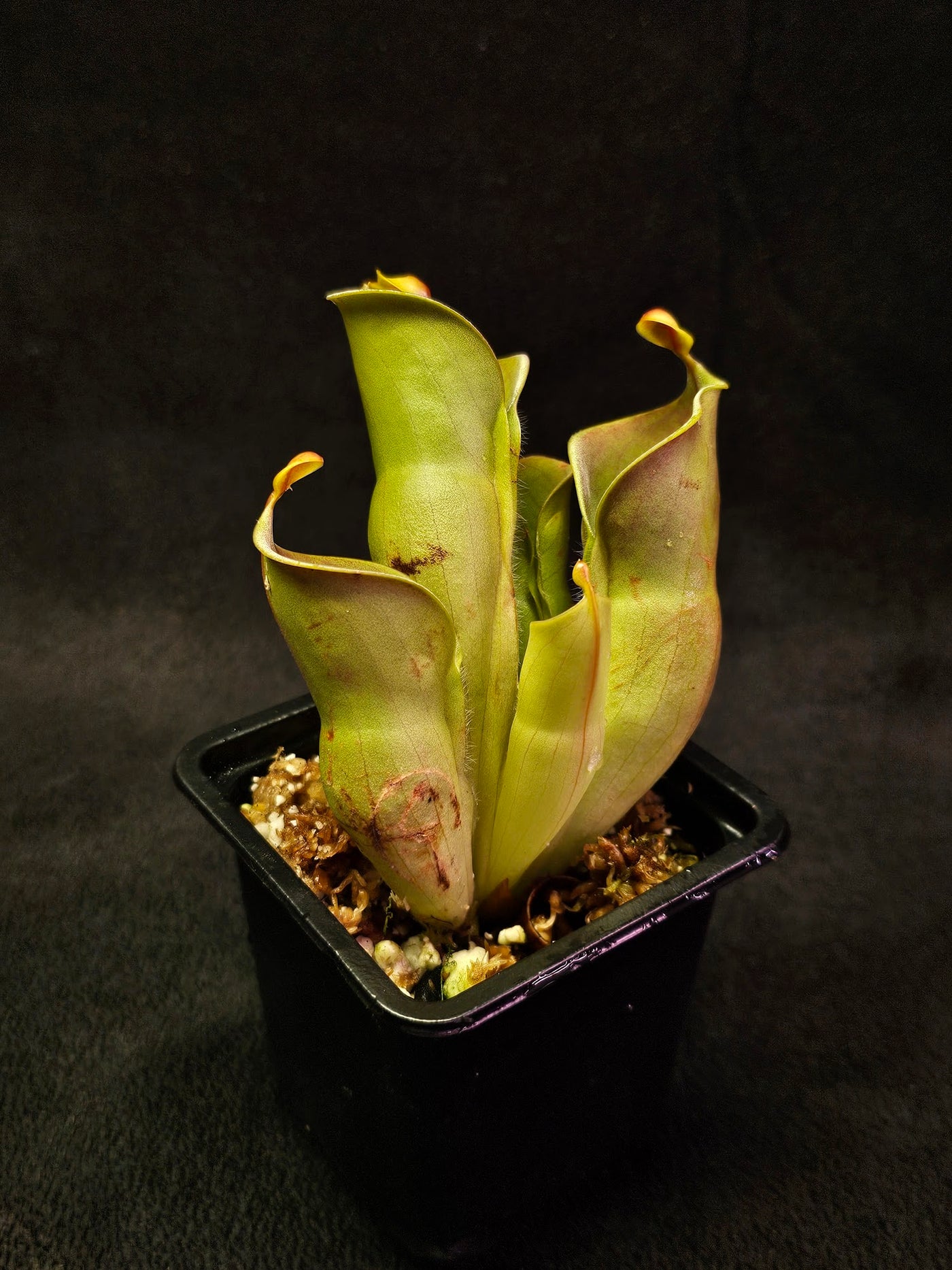 Heliamphora Minor Auyan Tepui #02, Found Only On The Auyán Tepui (Sandstone Plateau) In Venezula