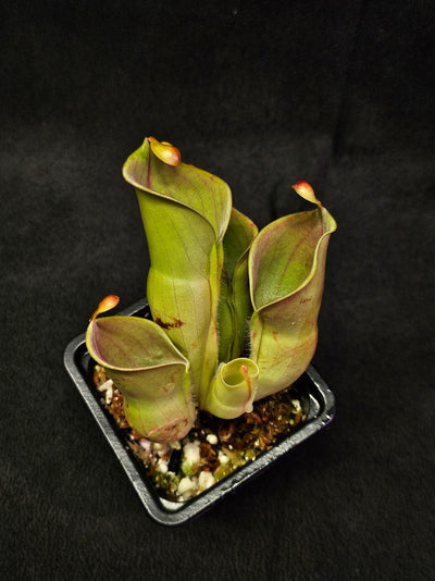 Heliamphora Minor Auyan Tepui #02, Found Only On The Auyán Tepui (Sandstone Plateau) In Venezula