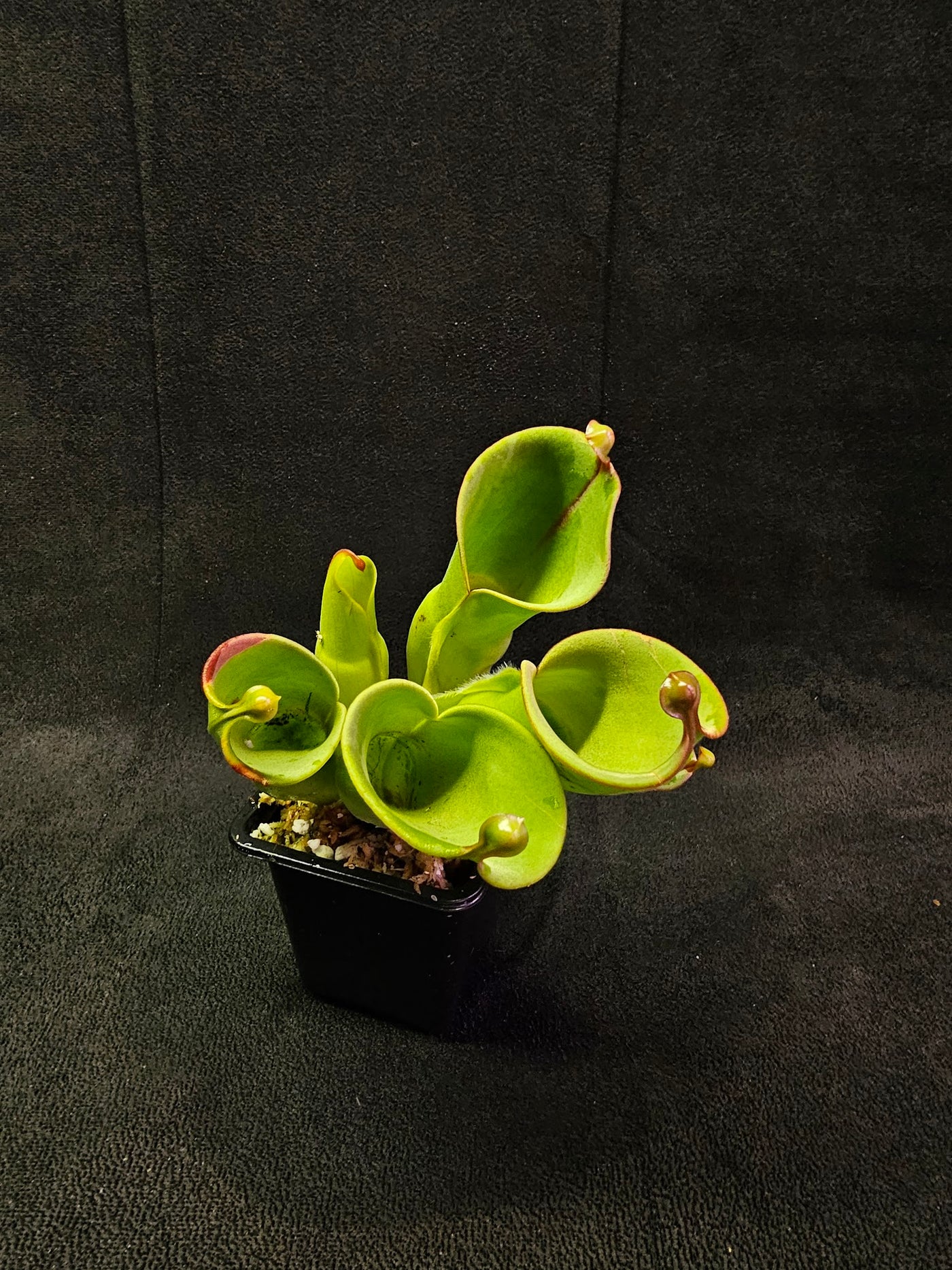 Heliamphora Minor #03, A Species Of Marsh Pitcher Plant Endemic To Auyán Tepui In Venezuela