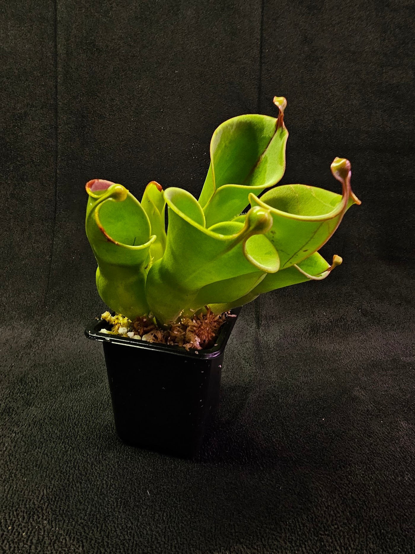 Heliamphora Minor #03, A Species Of Marsh Pitcher Plant Endemic To Auyán Tepui In Venezuela